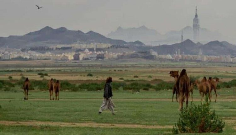 مکہ کے پہاڑوں پر لمبی لمبی گھاس اگ آئی