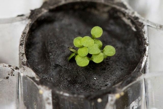 چاند کی مٹی میں فصلیں اگانے کا منصوبہ