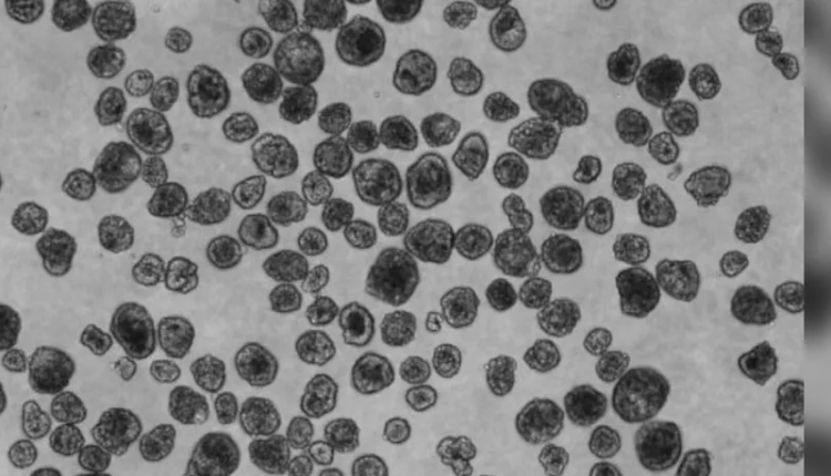 سائنس دانوں نے انسانی خلیے سے ننھے روبوٹ تیار کرلیے