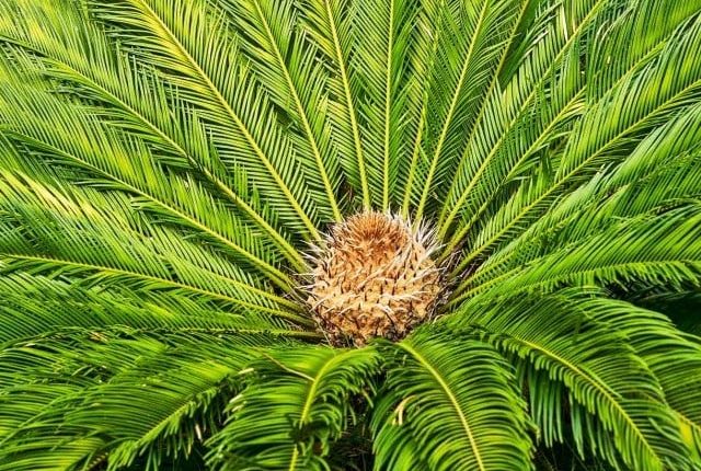 ڈائنوسارز کی پسندیدہ خوراک معدومیت سے کیسے بچ گئی؟