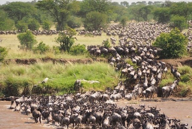 نقل مکانی کرنیوالے جانوروں کا بڑا حصہ معدومیت کے خطرے سے دوچار