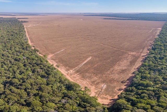 جنگلات کے کٹاؤ کے سبب پارے کی آلودگی میں اضافے کا انکشاف