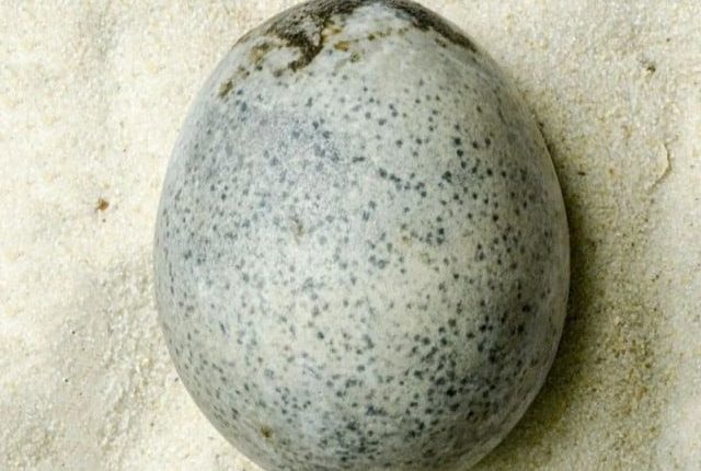 برطانیہ میں زمینی گڑھے سے 1700 سال پرانا صحیح سالم انڈہ دریافت