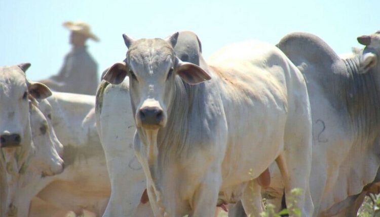 برازیل سے درآمد شدہ اعلیٰ نسل کے مویشیوں کی پہلی کھیپ پاکستان پہنچ گئی