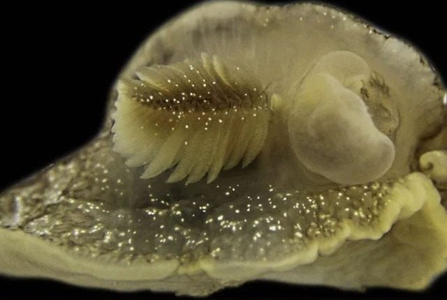 برطانوی سائنس دانوں نے سمندری گھونگھے کی نئی نسل دریافت کرلی