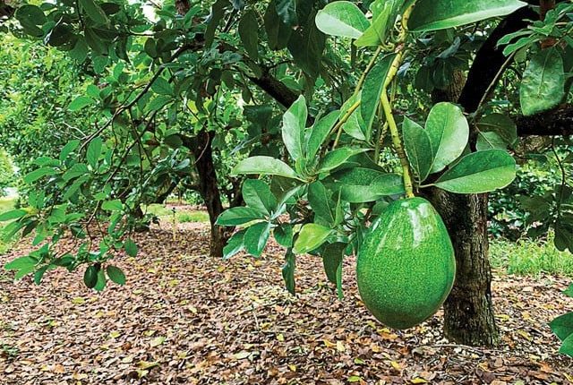 سائنس دانوں نے پلاسٹک کی آلودگی کا حل مگرناشپاتی کی صورت ڈھونڈ نکالا