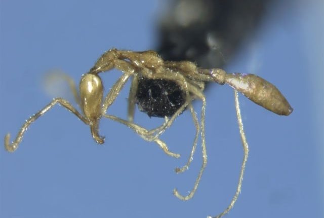 آسٹریلیا میں چیونٹیوں کی پُراسرار قسم دریافت