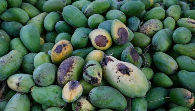 شدید موسمیاتی تبدیلیوں سے آم کی فصل متاثر، پیداوار 6 لاکھ ٹن کم ہوگئی