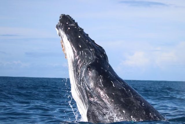 کورونا وبا کے دوران وہیل مچھلیاں بہت پرسکون تھیں، تحقیق