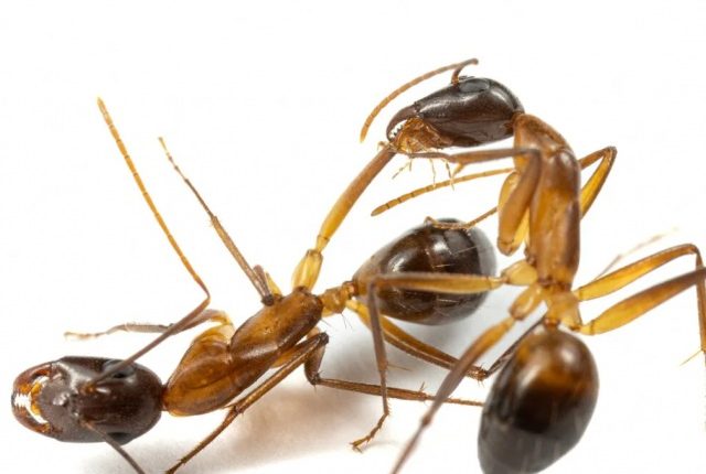 چیونٹیاں بھی انفیکشن کا پھیلاؤ روکنے کیلئے متاثرہ عضو کاٹ دیتی ہیں