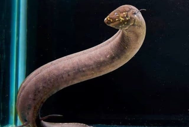 دنیا کی واحد مخلوق جس میں جینیاتی معلومات تمام جانداروں سے زیادہ