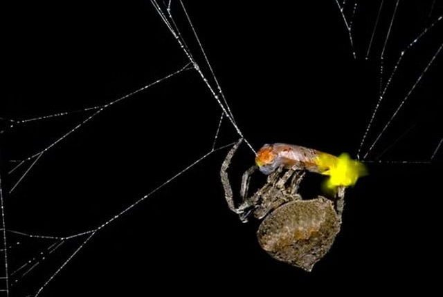 مکڑیوں کے شکار کیلئے انوکھی ترکیب کے استعمال کا انکشاف