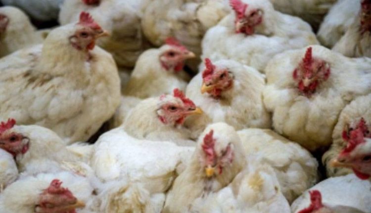 بھارتی ریاست اڑیسہ میں برڈ فلو کا پھیلاؤ، 1800 پرندوں کی اموات