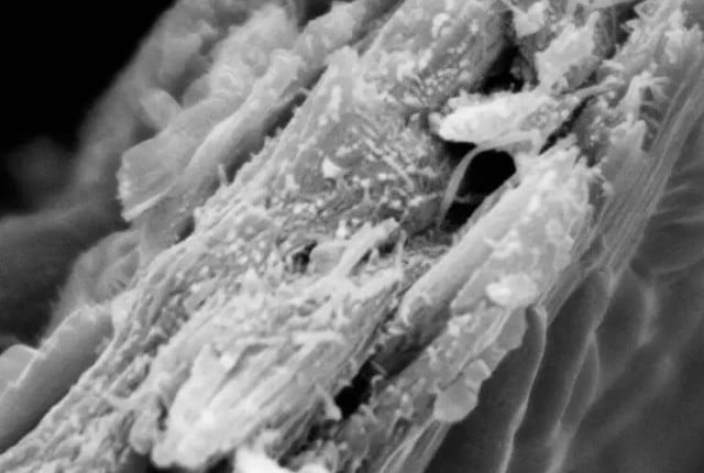 لکڑی کی ایک نئی قسم دریافت