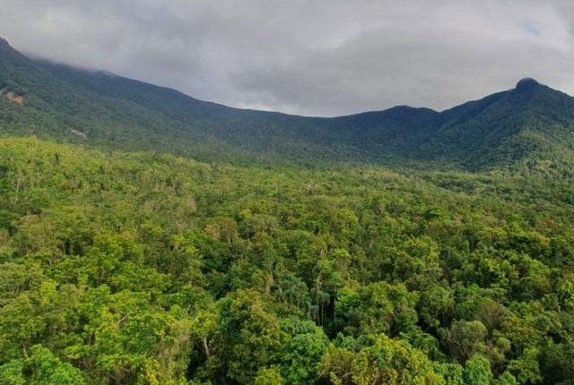 اوزون آلودگی سے جنگلات کی نمو میں کمی کا انکشاف