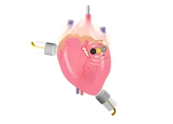 نئی قسم کی بائیو ڈیگریڈ ایبل بیٹری ایجاد