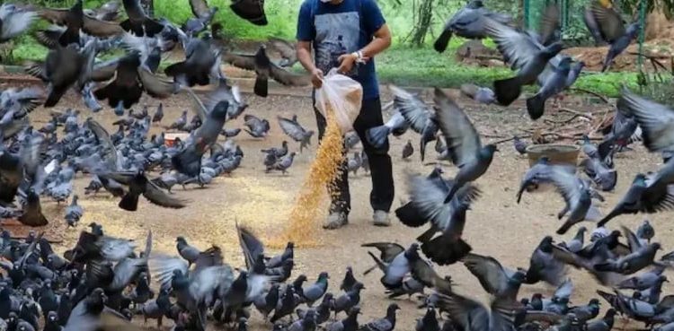 بھارت میں کبوتروں کو بھوکا مارنے کی تیاری!