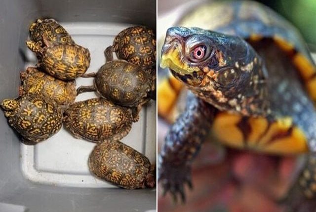 امریکا سے 29 کچھوؤں کو کینیڈا اسمگل کرنے پر خاتون کو 10 سال قید