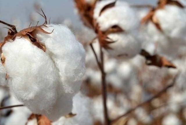 کپاس کی پیداوار میں 48 فیصد کمی ریکارڈ